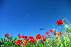 蓝天下的花丛