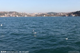 海鸥与大海