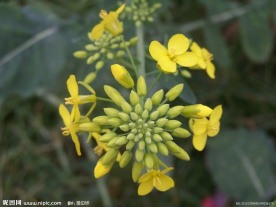 盛开的油菜花