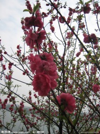 三朵桃花艳