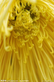 东湖公园菊花展