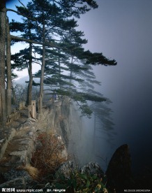 松树
