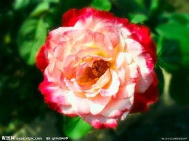 特写花卉 玫瑰花