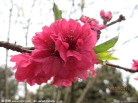樱花