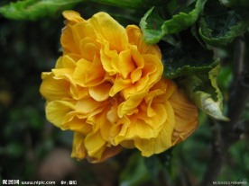 碧桃花