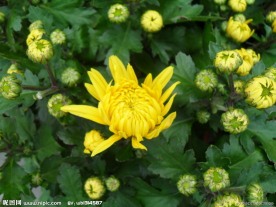 菊花
