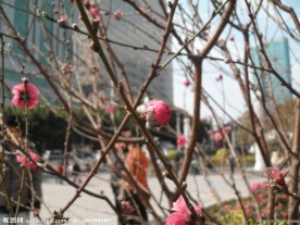 桃花花蕾
