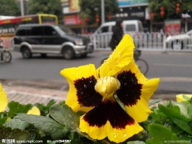 蝴蝶花