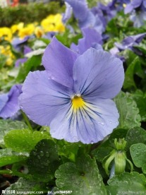 蝴蝶花