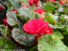 鲜花