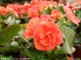 鲜花