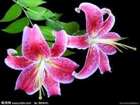 红百合花