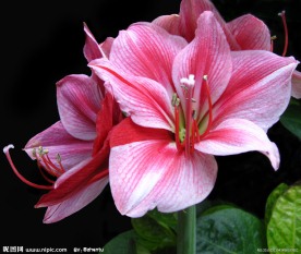 红百合花