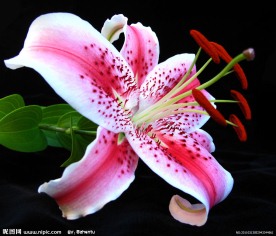 红百合花