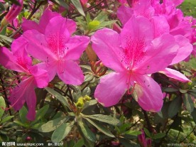 杜鹃花