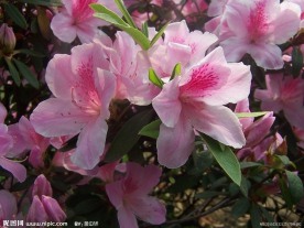 杜鹃花