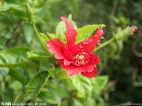 红花