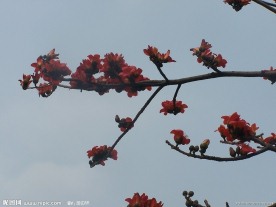 木棉花