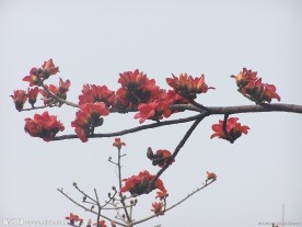 木棉花
