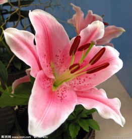 粉红百合花特写