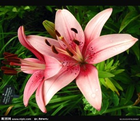 粉红百合花