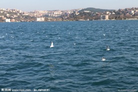 大海与海鸥