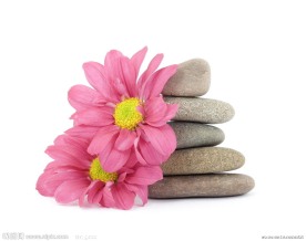 美容禅石鲜花