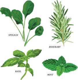 绿色草药矢量素材