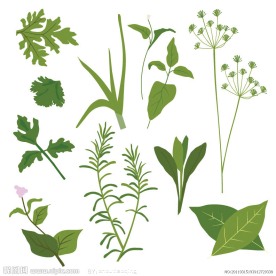 绿色草药矢量素材
