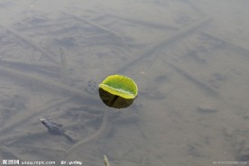 一点翠
