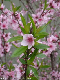 桃花