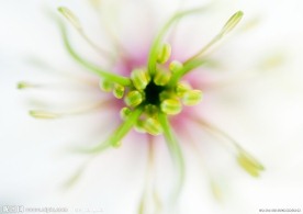 花草