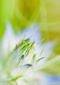 花草