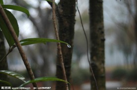 绿叶中的春雨