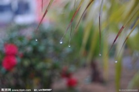 春雨
