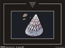 贝壳 螺