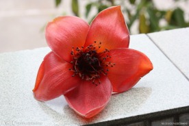 木棉花