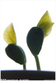 种子发芽全过程