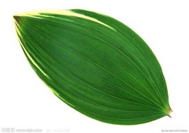 绿叶