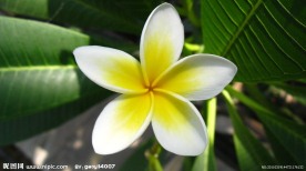 蛋黄花