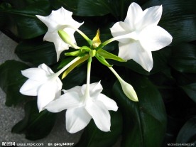 白兰花