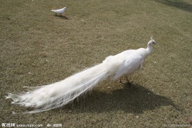 失落
