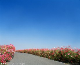 公路两边的野花