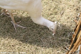 啄食