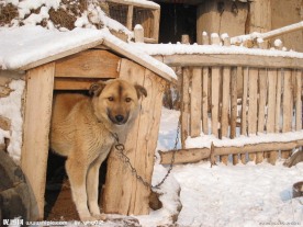 大黄狗