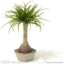 3D高精度室内植物花草