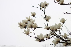 白玉兰