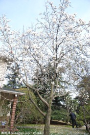 上海市花 玉兰