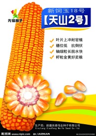 玉米种子宣传单