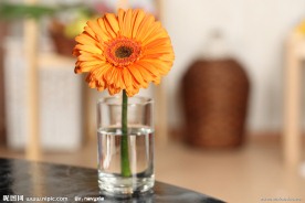 菊花特写